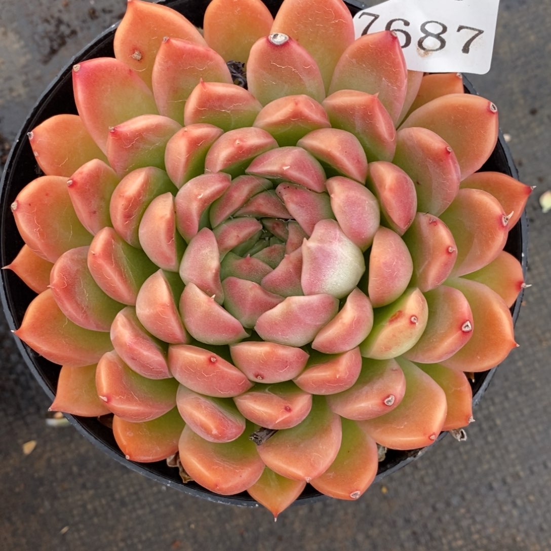 7687有叶伤瑕疵不售后