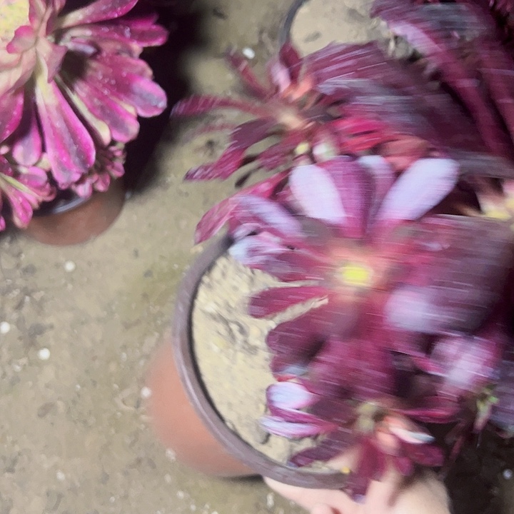 5249火风多肉植物法师fa s