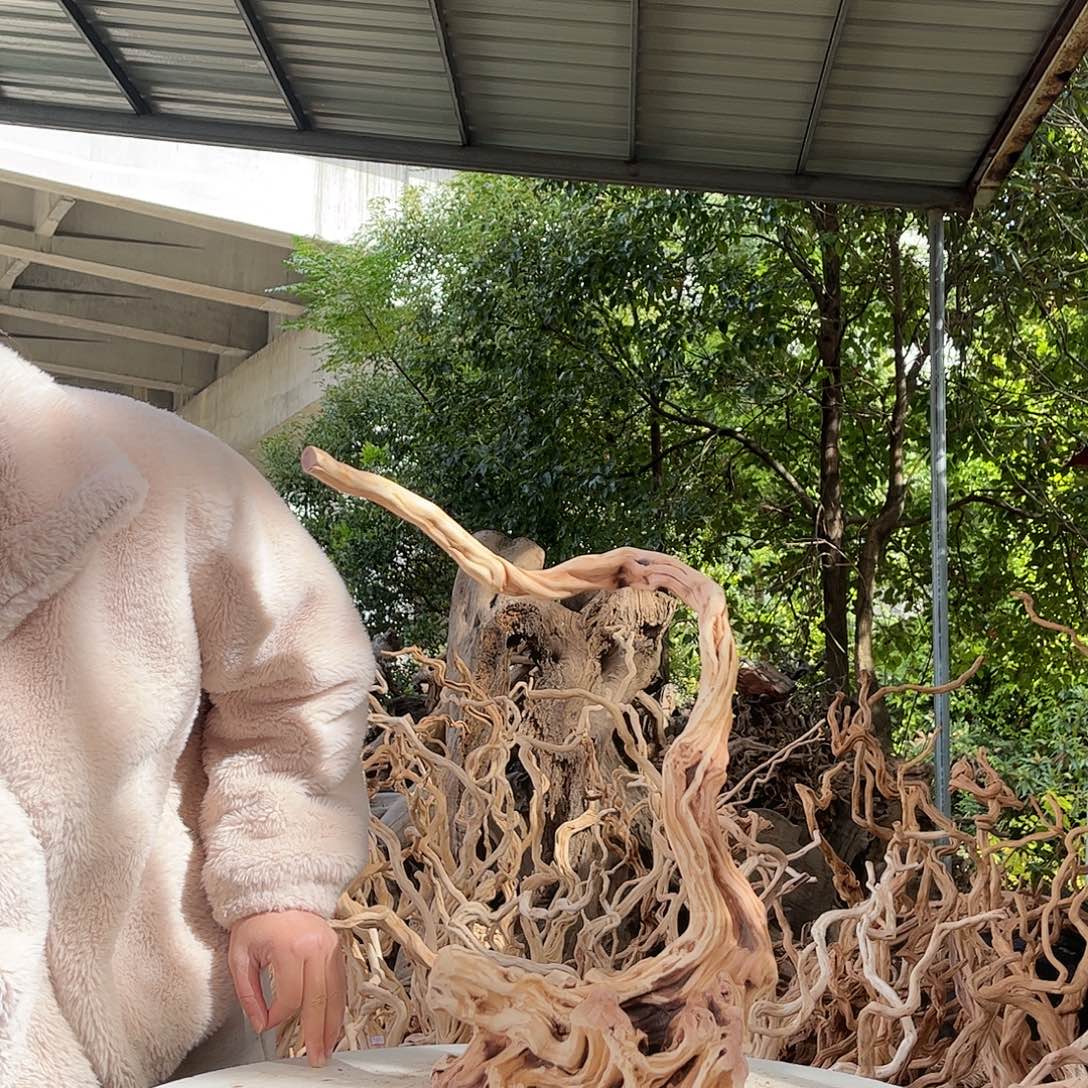 蘇***屋木我是一只小小鸟地域