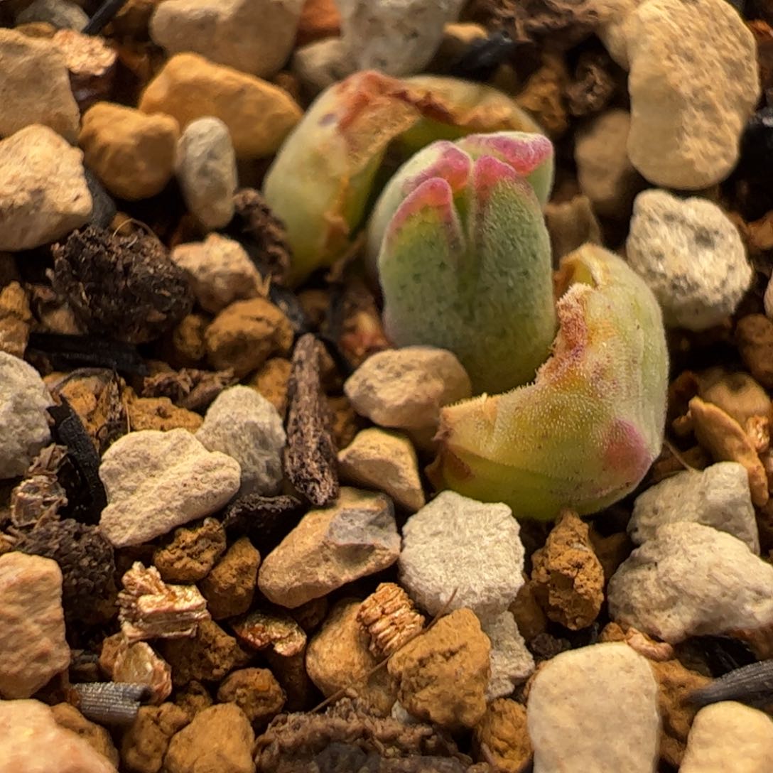 621多肉植物百科