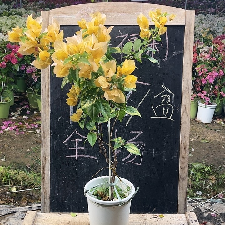 完全开放三角梅苏瓦那