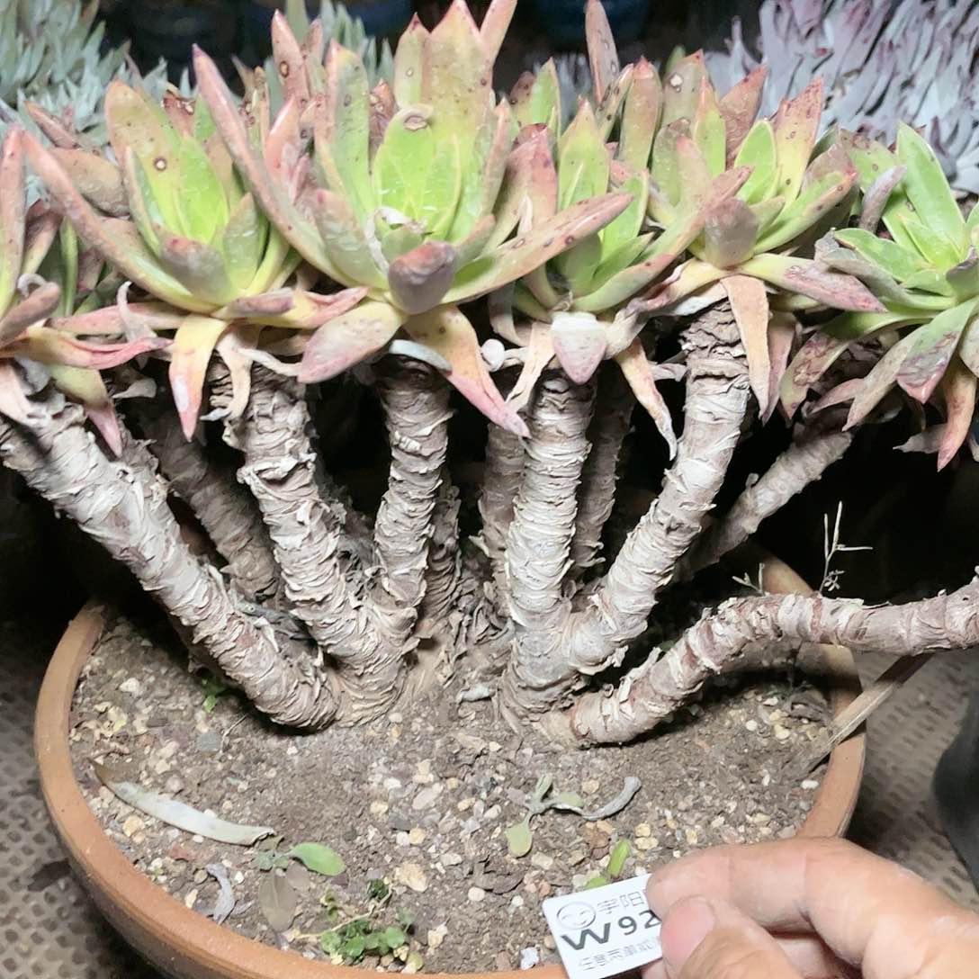 9261瑕疵怕么瑞仙女杯多肉