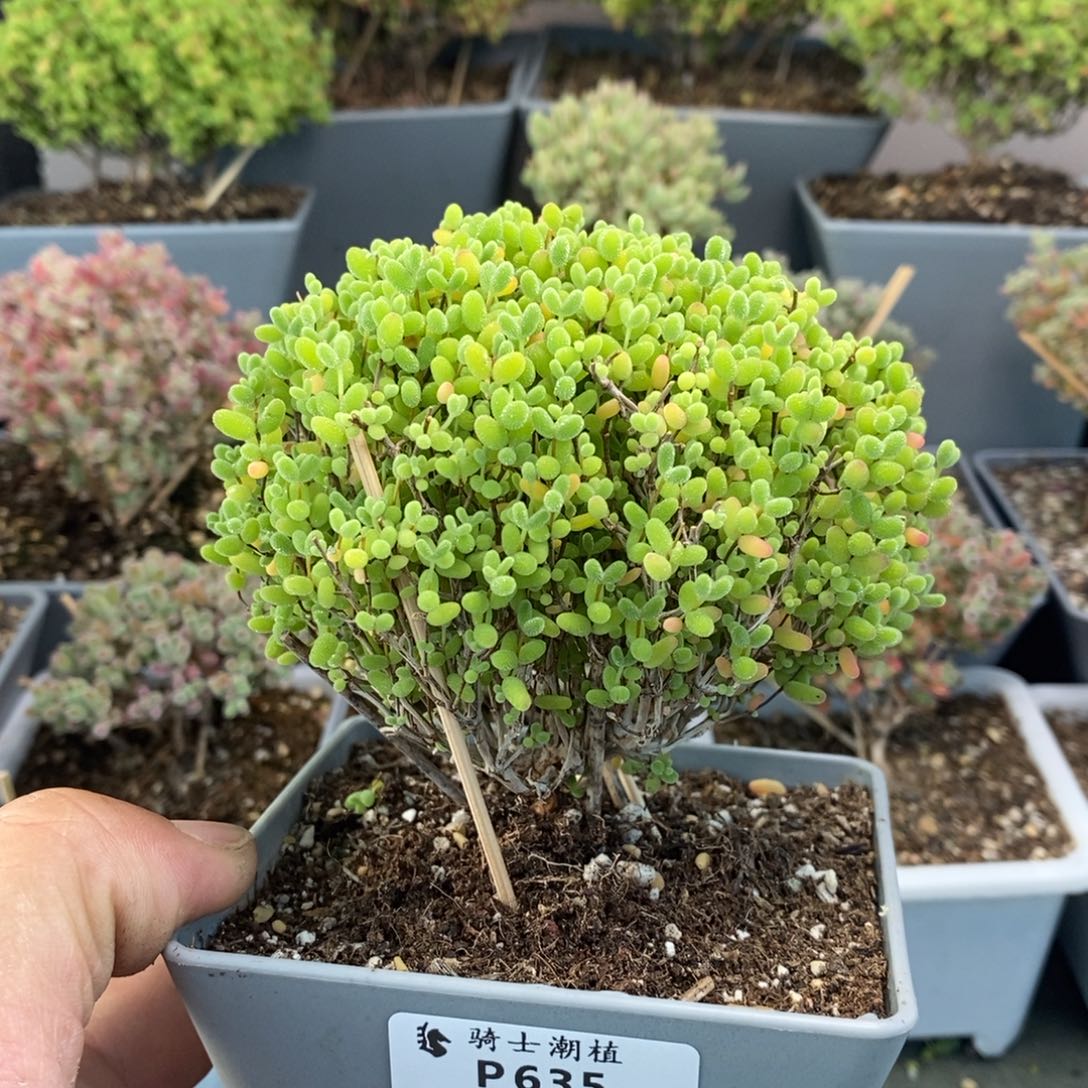 635蜜橘糖球枝干