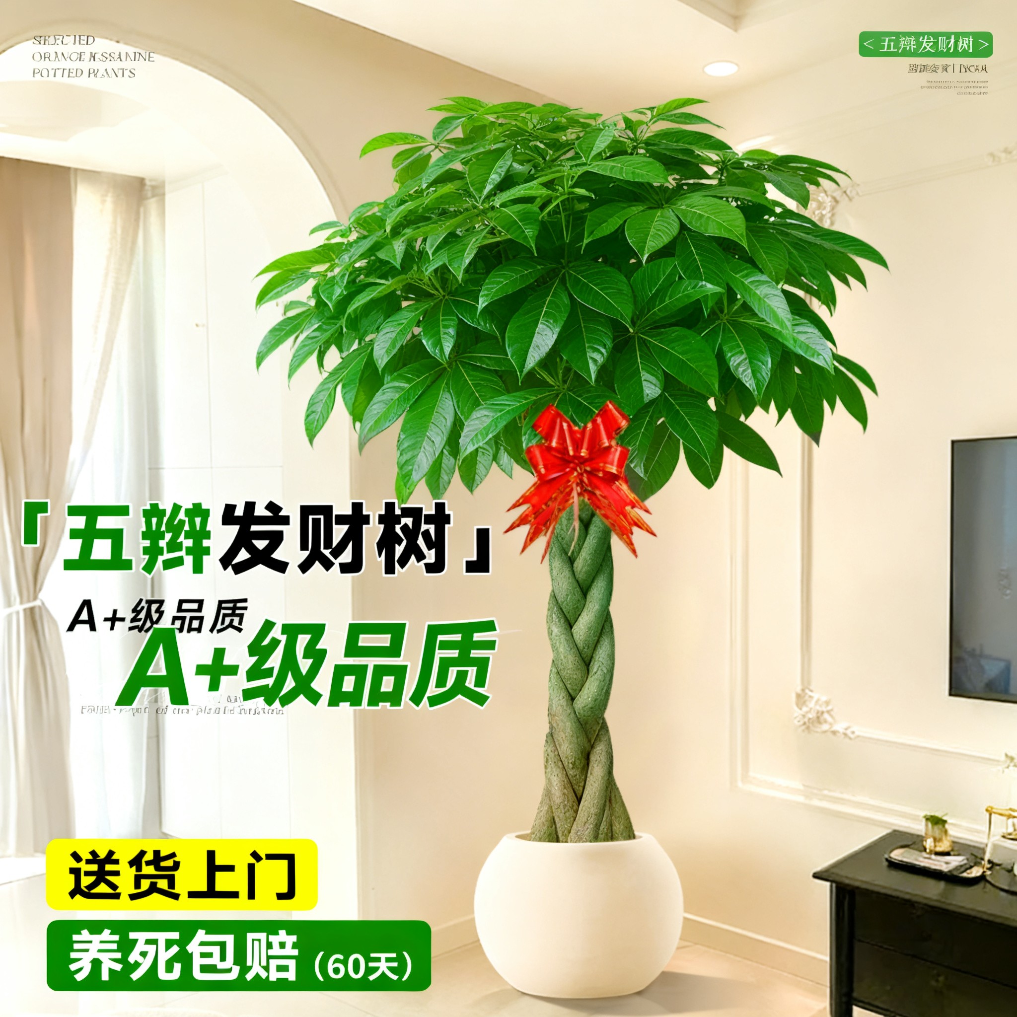 1.6-1.8米大型正辫子发财树送礼室内客厅办公室绿植旺宅招财盆栽