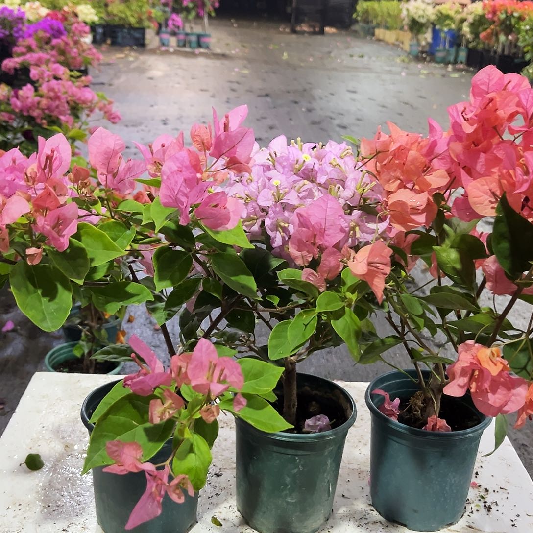 大部分花苞少量开放澄粉公主，丽娜，波妹