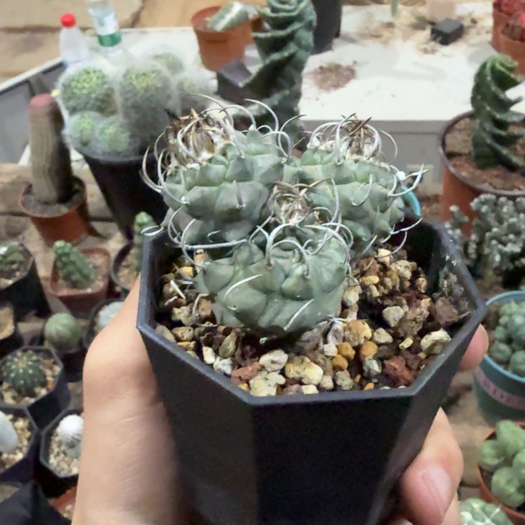 *****娇丽升云龙带盆带土发货