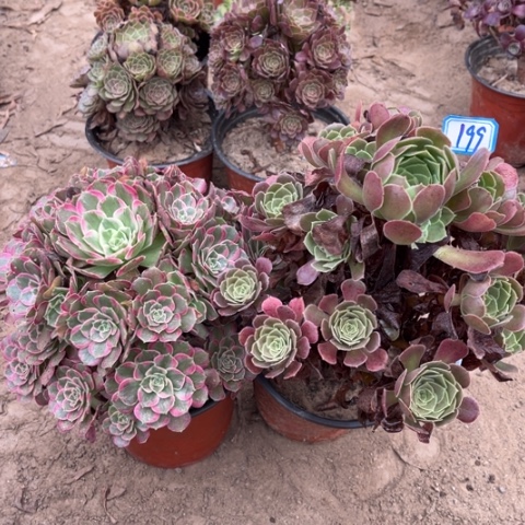 199多肉植物组合，