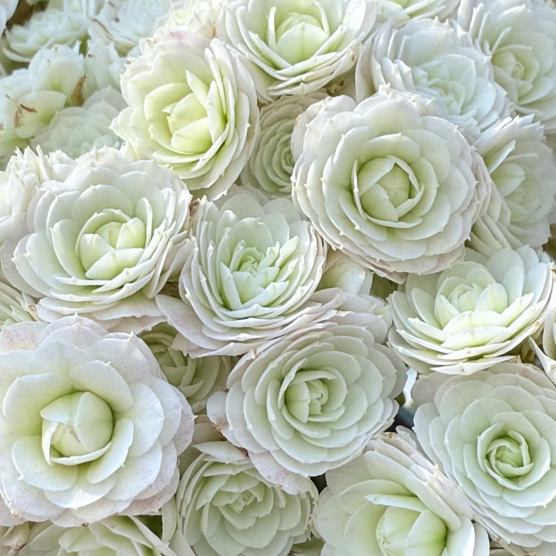 (白雪）110盆长寿 稀有重瓣白色品种