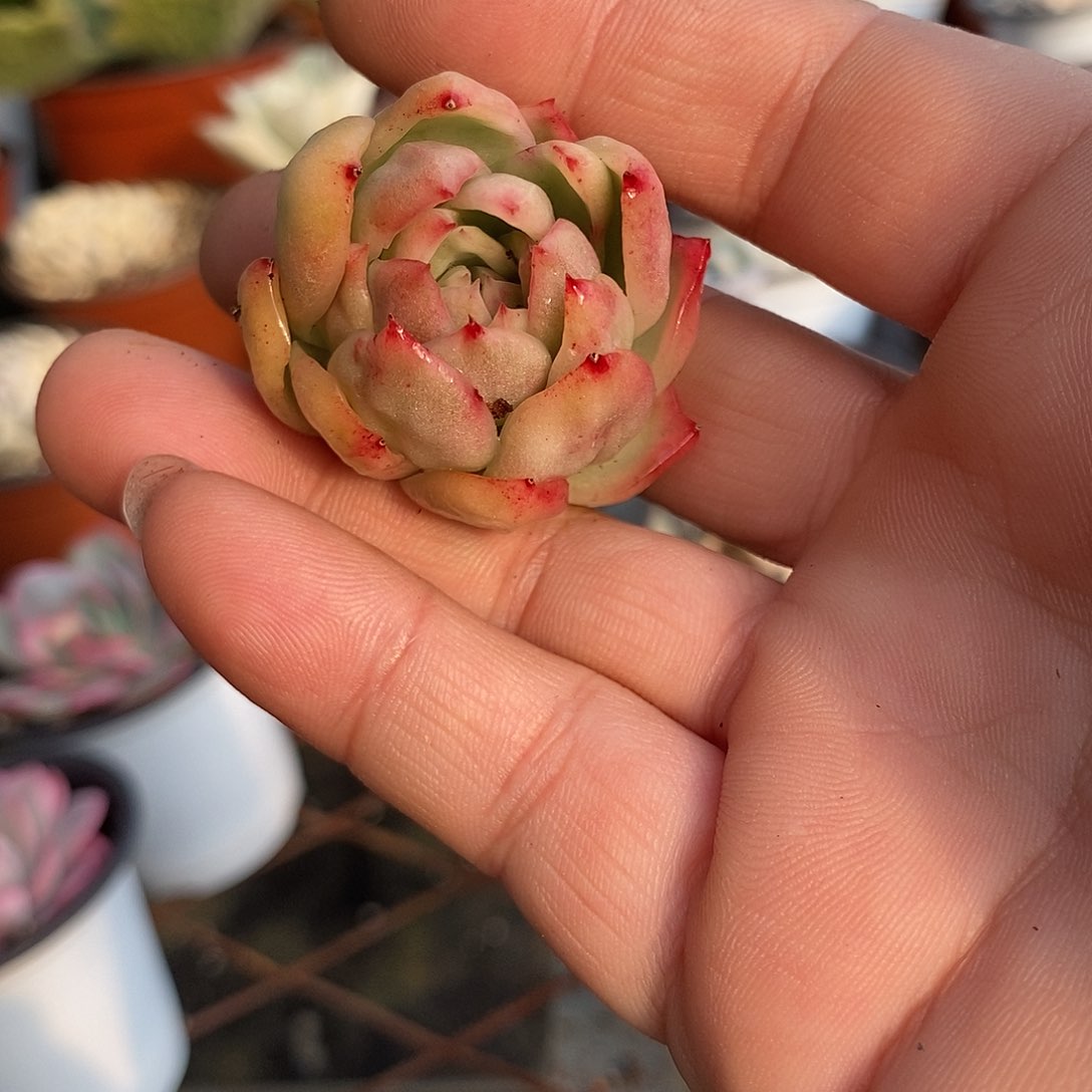 1187水晶珍妮锦无根炸多肉植物