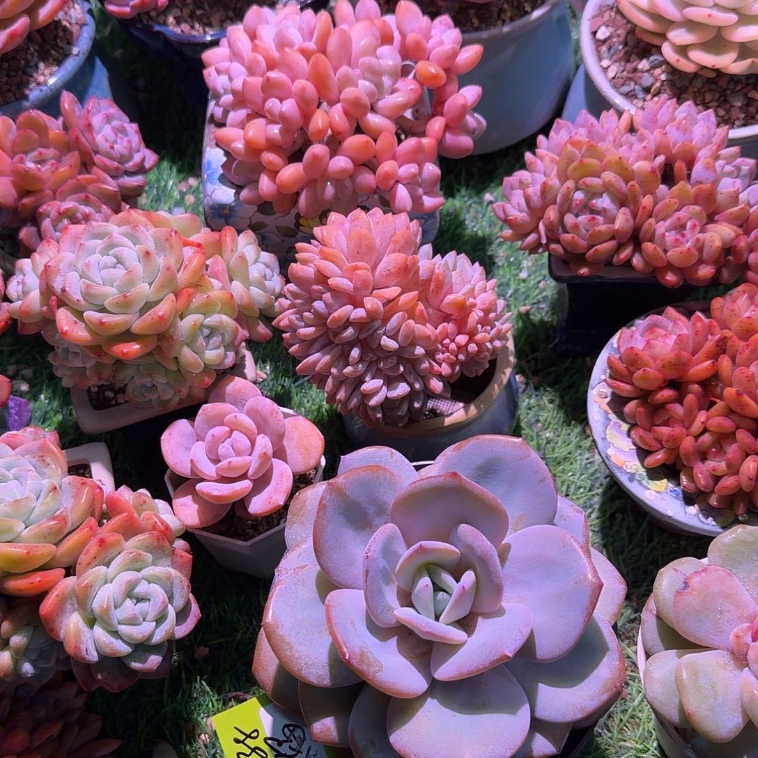 漂***妈奶茶单头一颗脱土发货