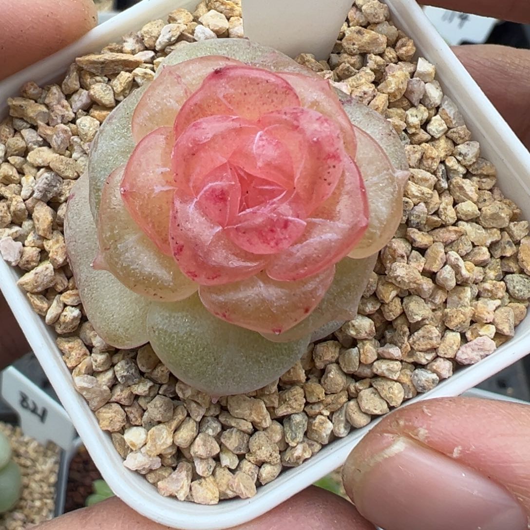 310号朗月有晒斑晗雨