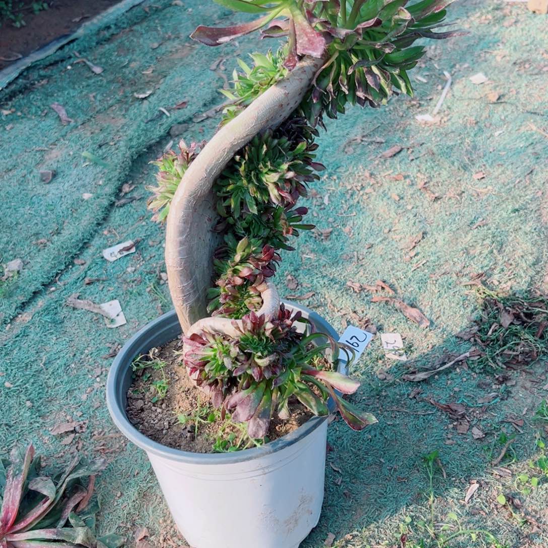 162黑法师缀化多肉植物