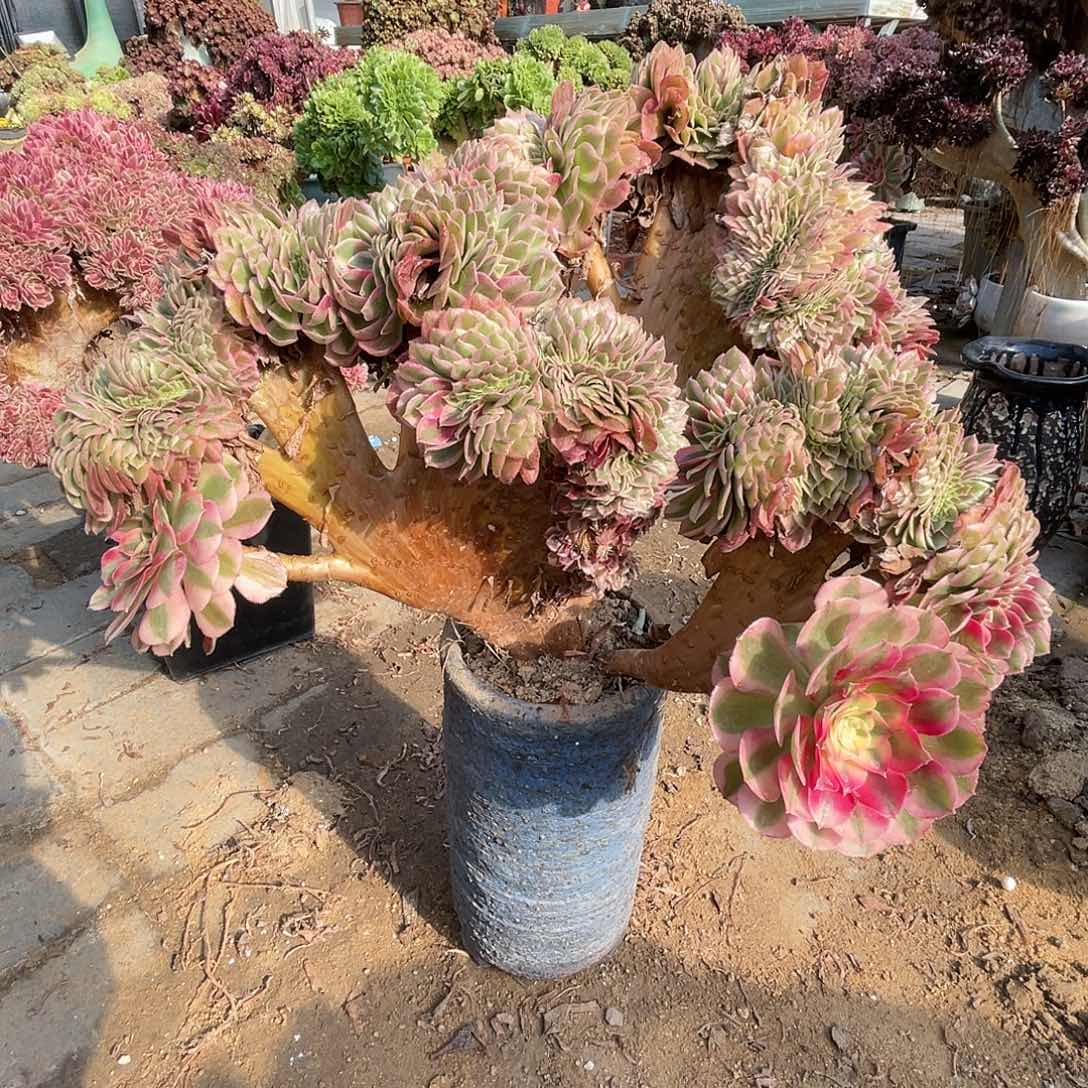 【闪购商品】无花朵荔枝