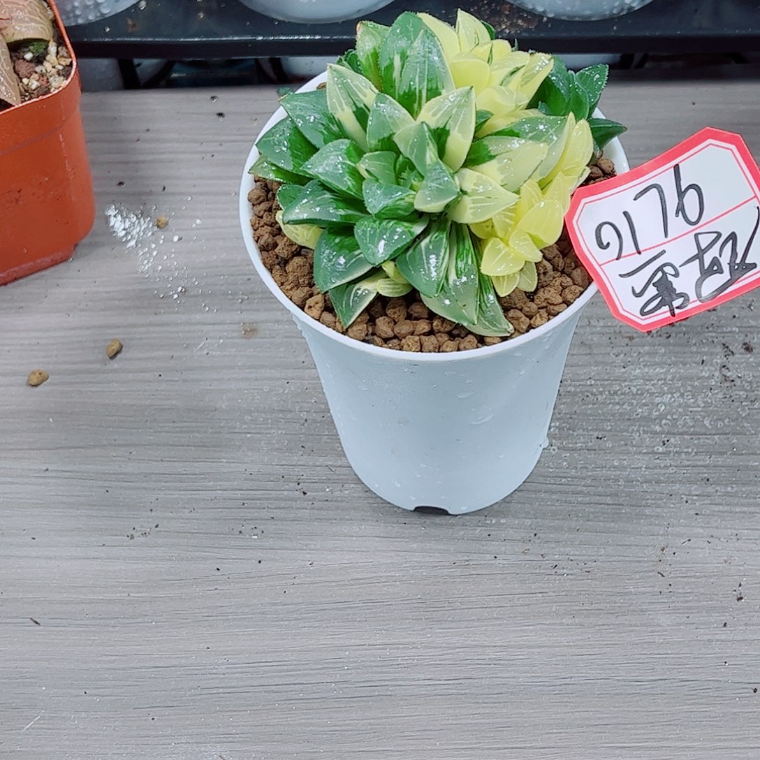 姬寿锦玉露一勿一拍