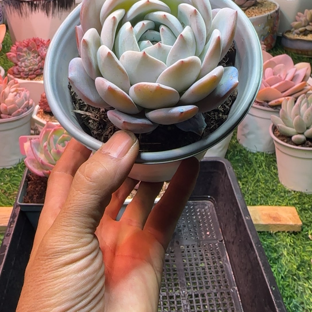 锦安精品多肉编号203