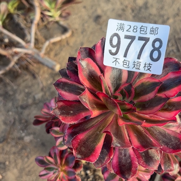 平***安9778多肉植物法师法师