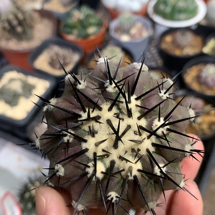 无根黑王丸仙人球12