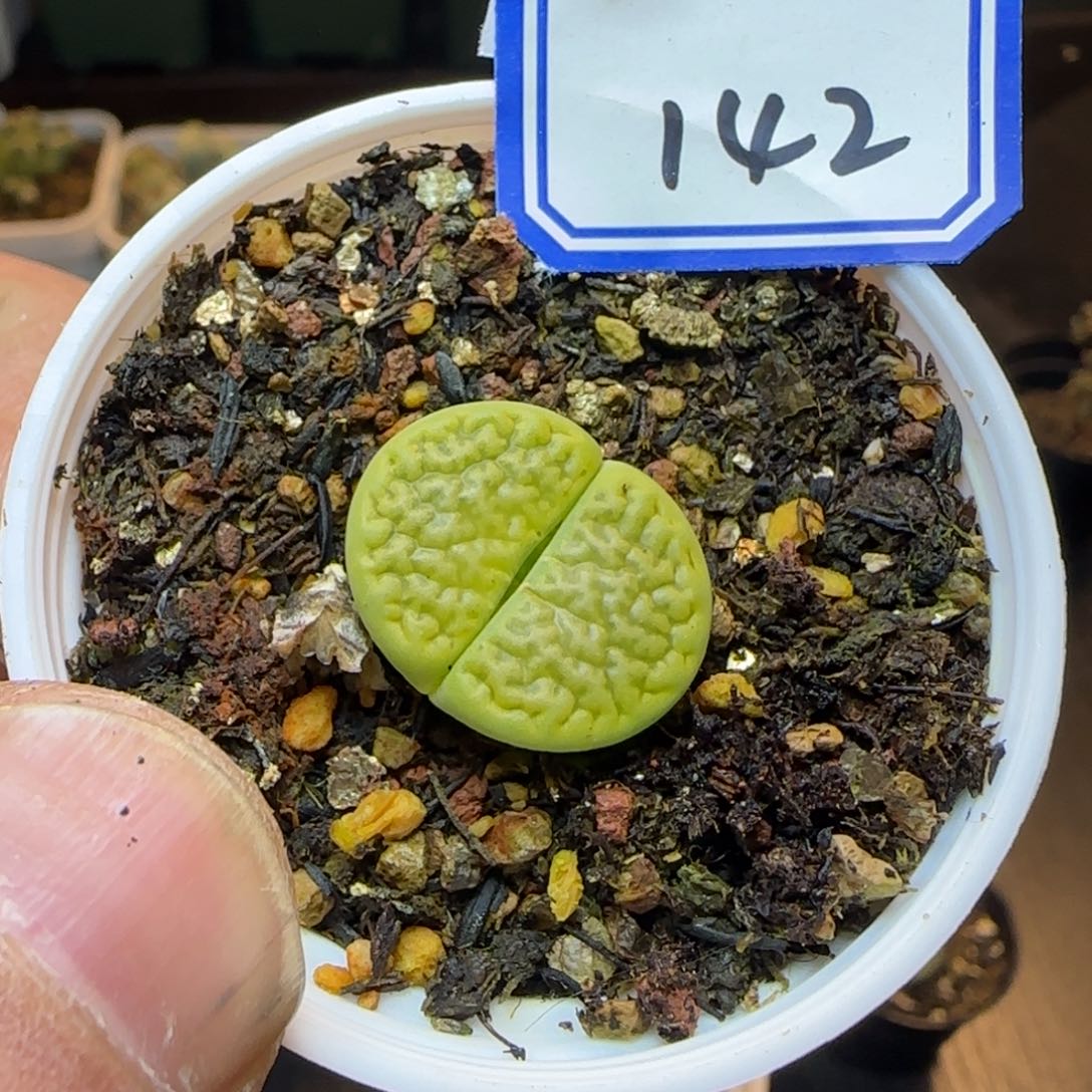 带盆土发货。         