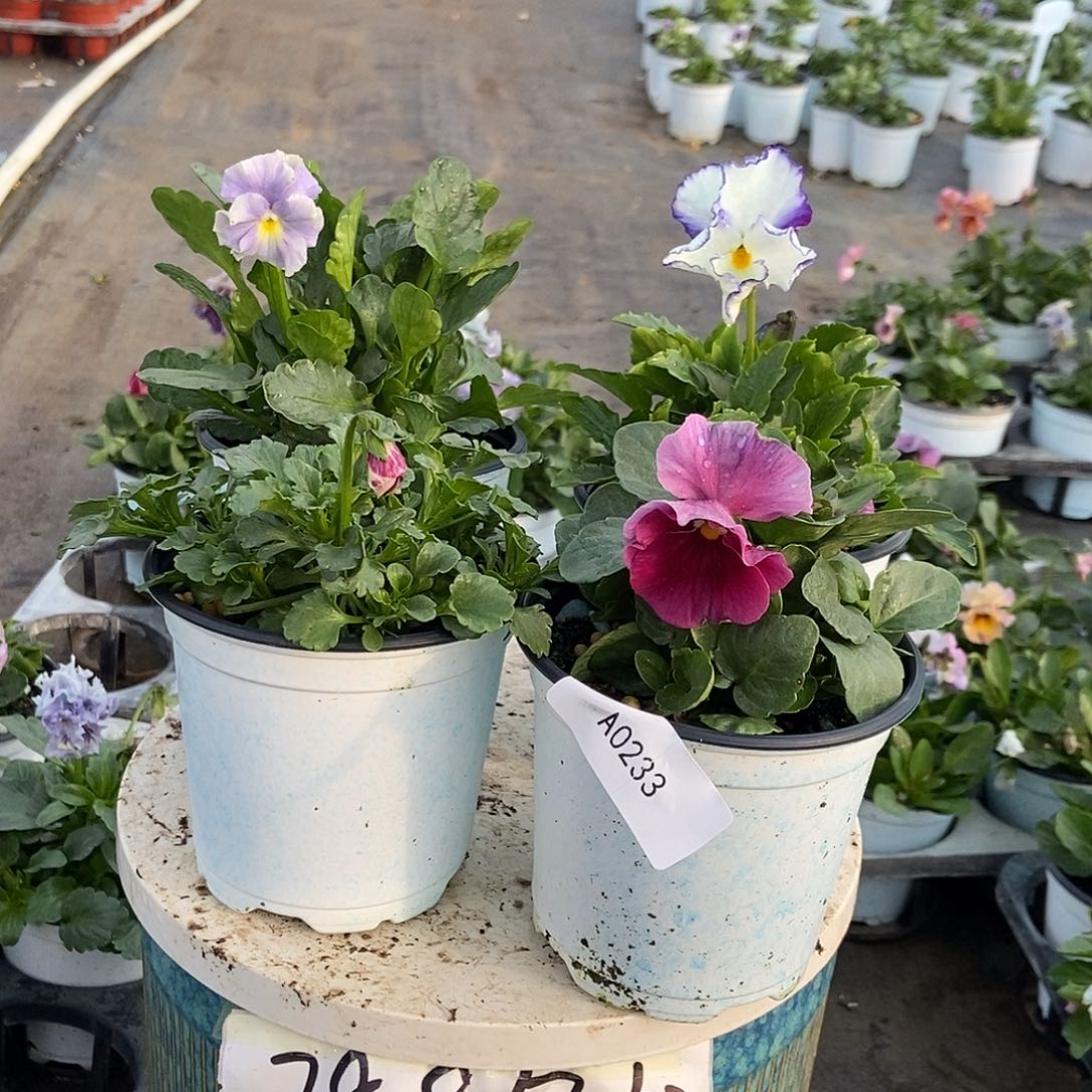 大部分花苞少量开放233