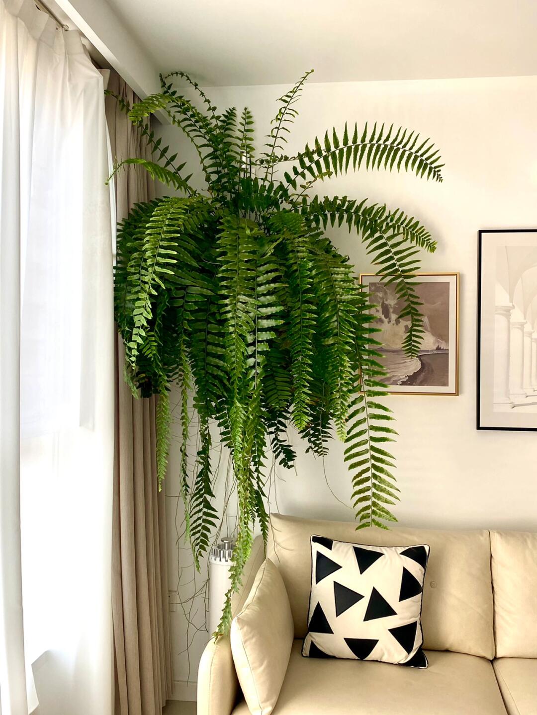 霸王蕨绿植盆栽室内高级感网红植物耐阴好养四季常青垂吊观叶植物