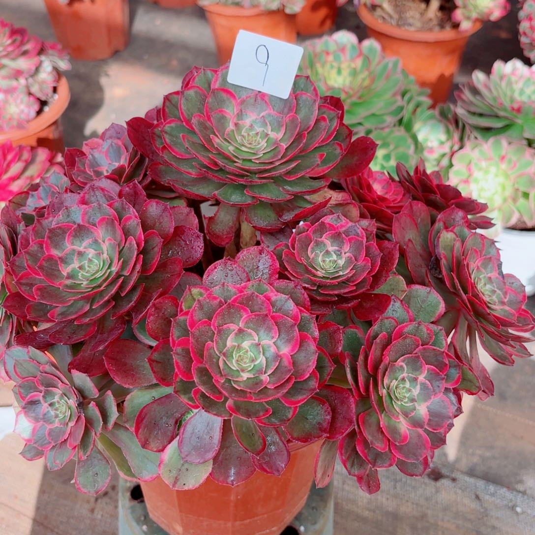 一物一拍多肉法师09