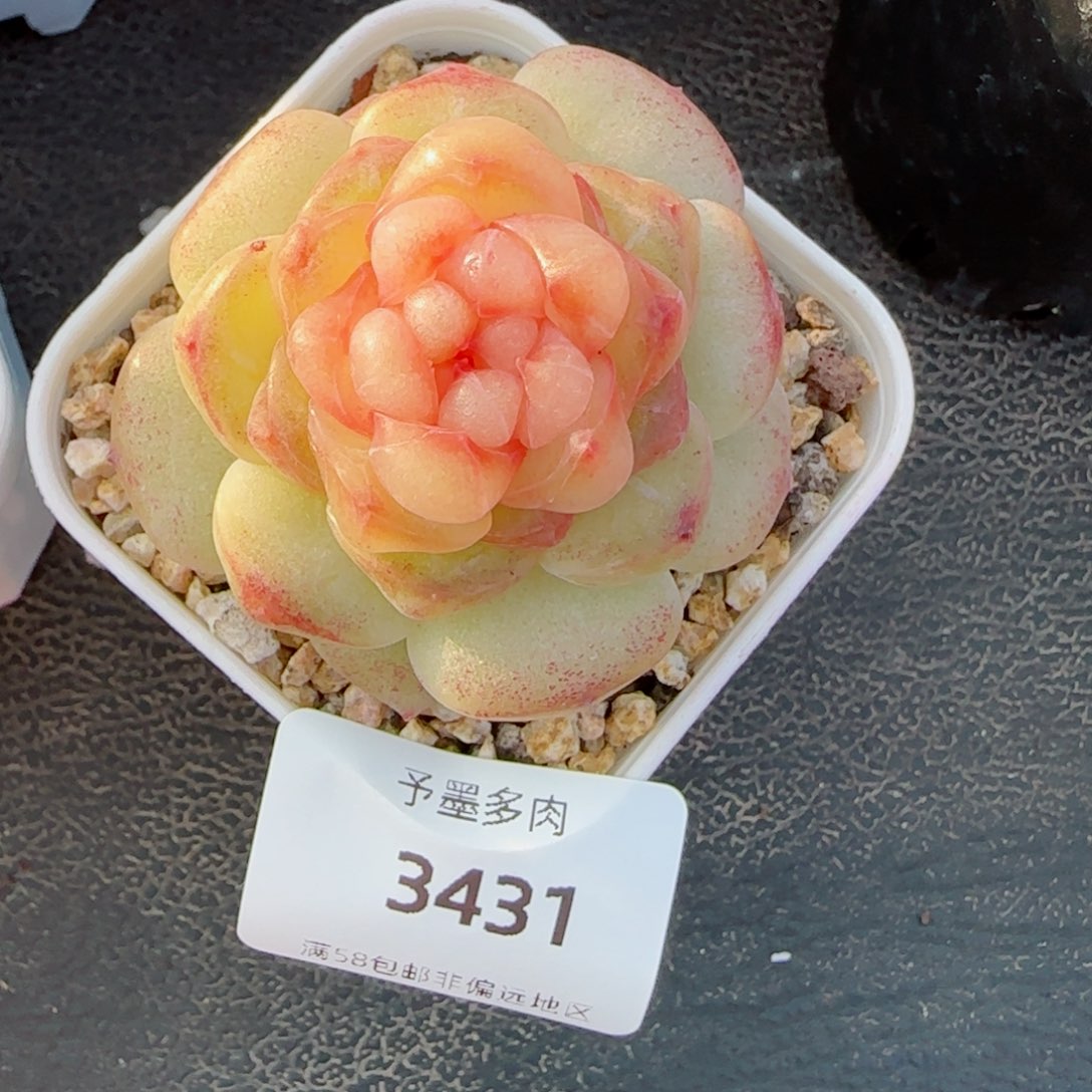 彩虹方糖，3431多肉植物