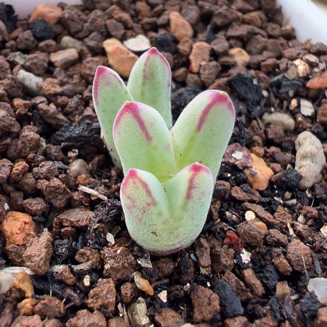 256多肉植物种类多样