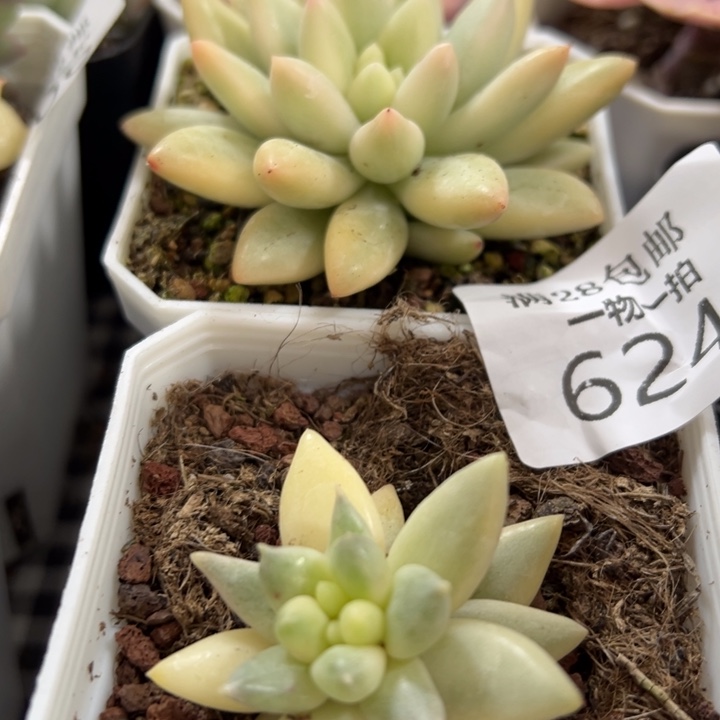 L***J两颗锦多肉植物所罗门624625