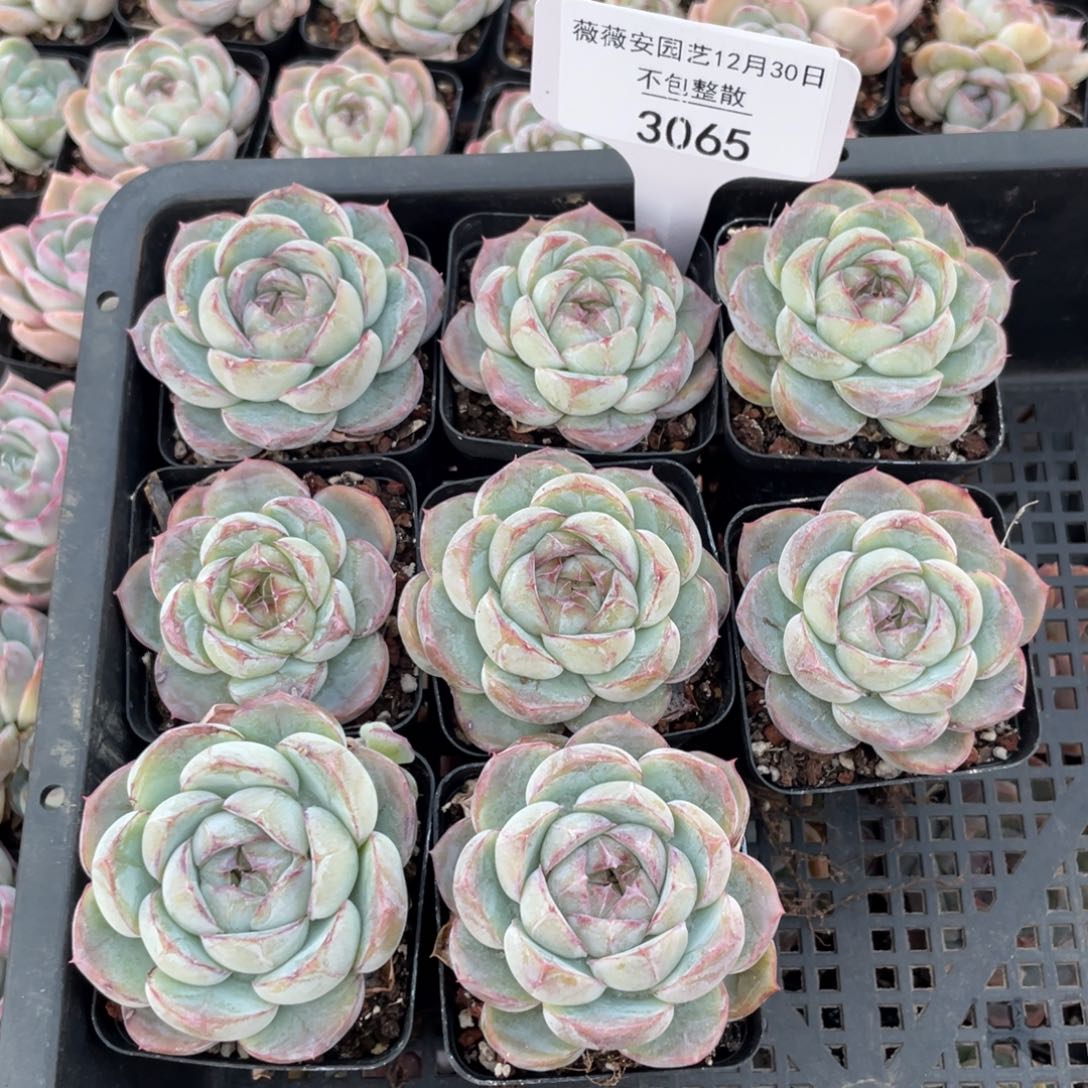 不包整散 盆子不售后3065