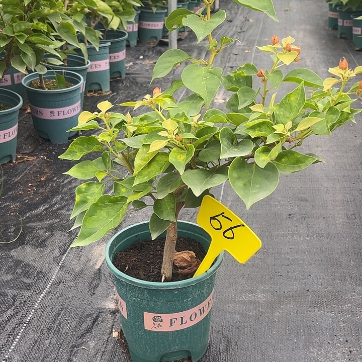 云***~当前无花栽培后可以开花56暗斑夕阳红