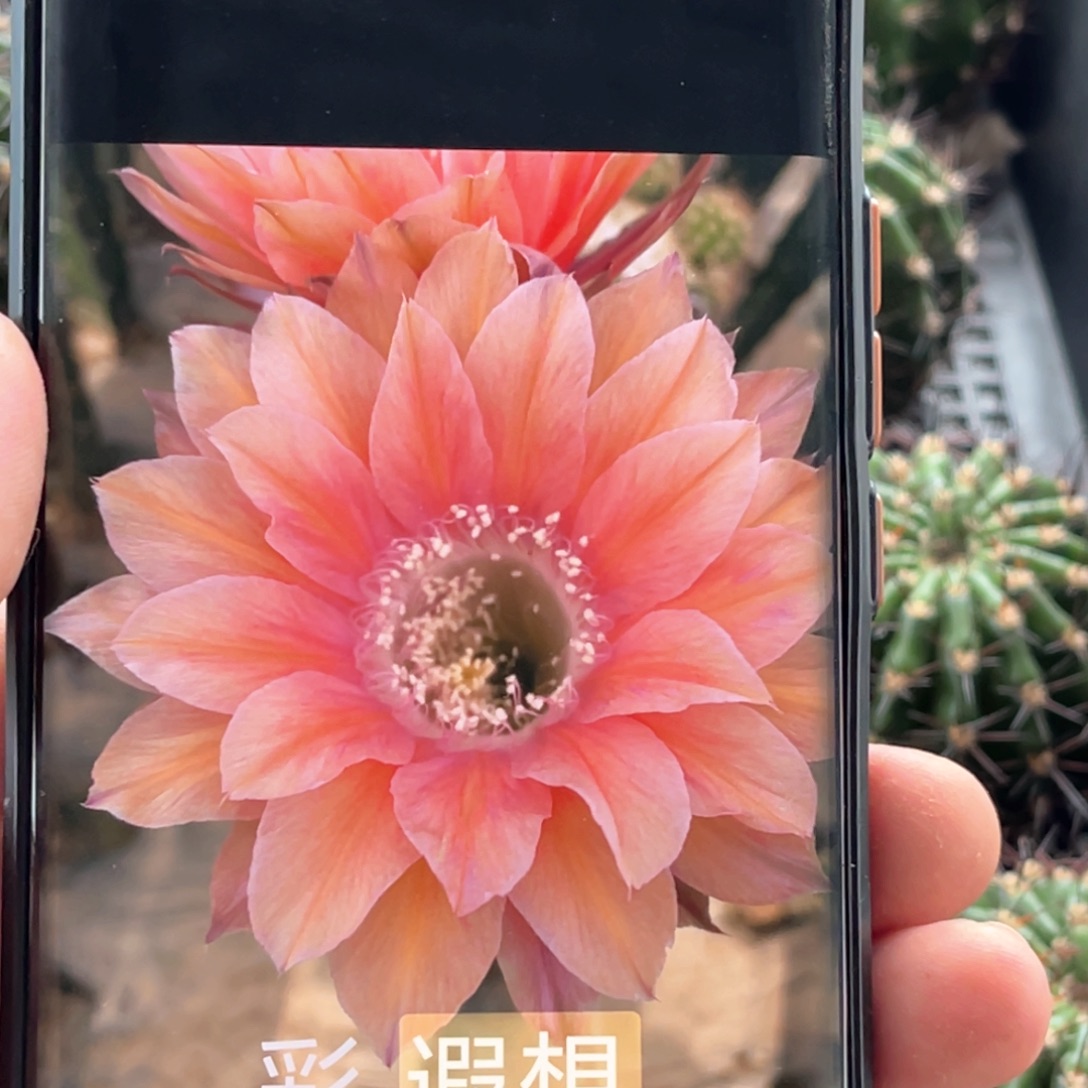 彩 遐想2侧芽 歪 满20包邮5公分以上