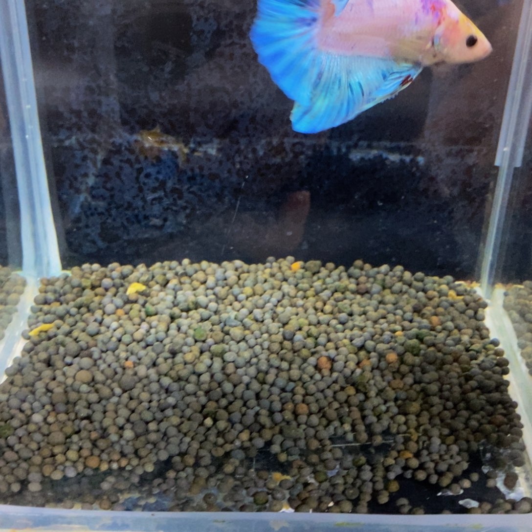 九***鹰斗鱼299巨斗11111