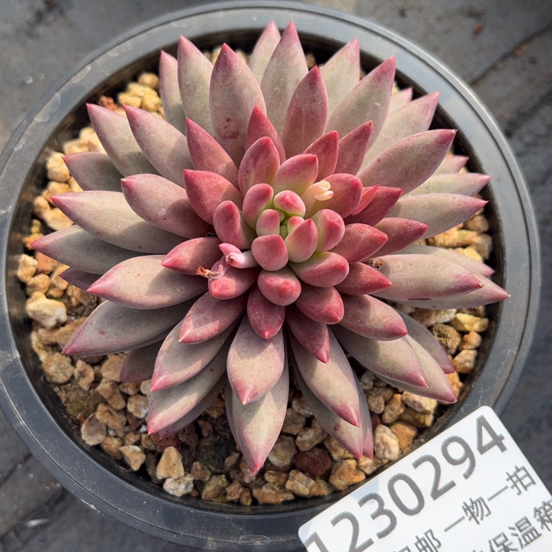 1230294 旋叶虞美人单头