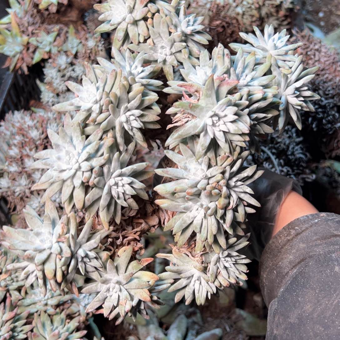 7178白姆哈哈哈哈哈哈哈哈