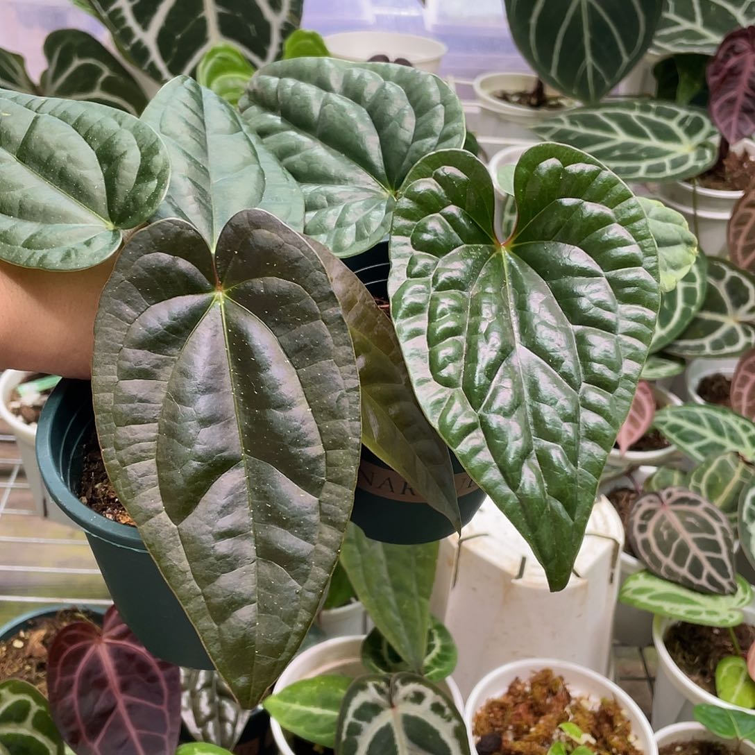 完全开放福利组合