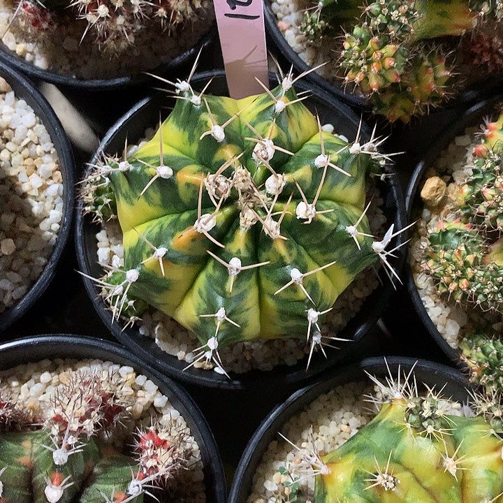 121-0421泰国发货多肉