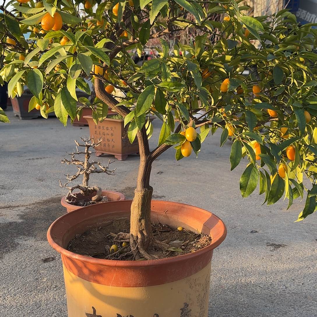 无花朵金枣盆景造型盆栽花卉
