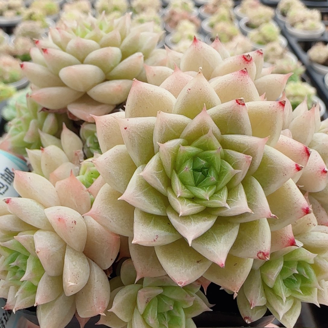 花语逸镜0526-128散
