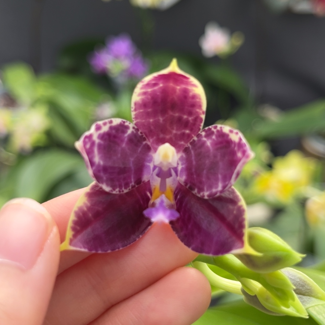 完全开放2.5寸yw08开花株