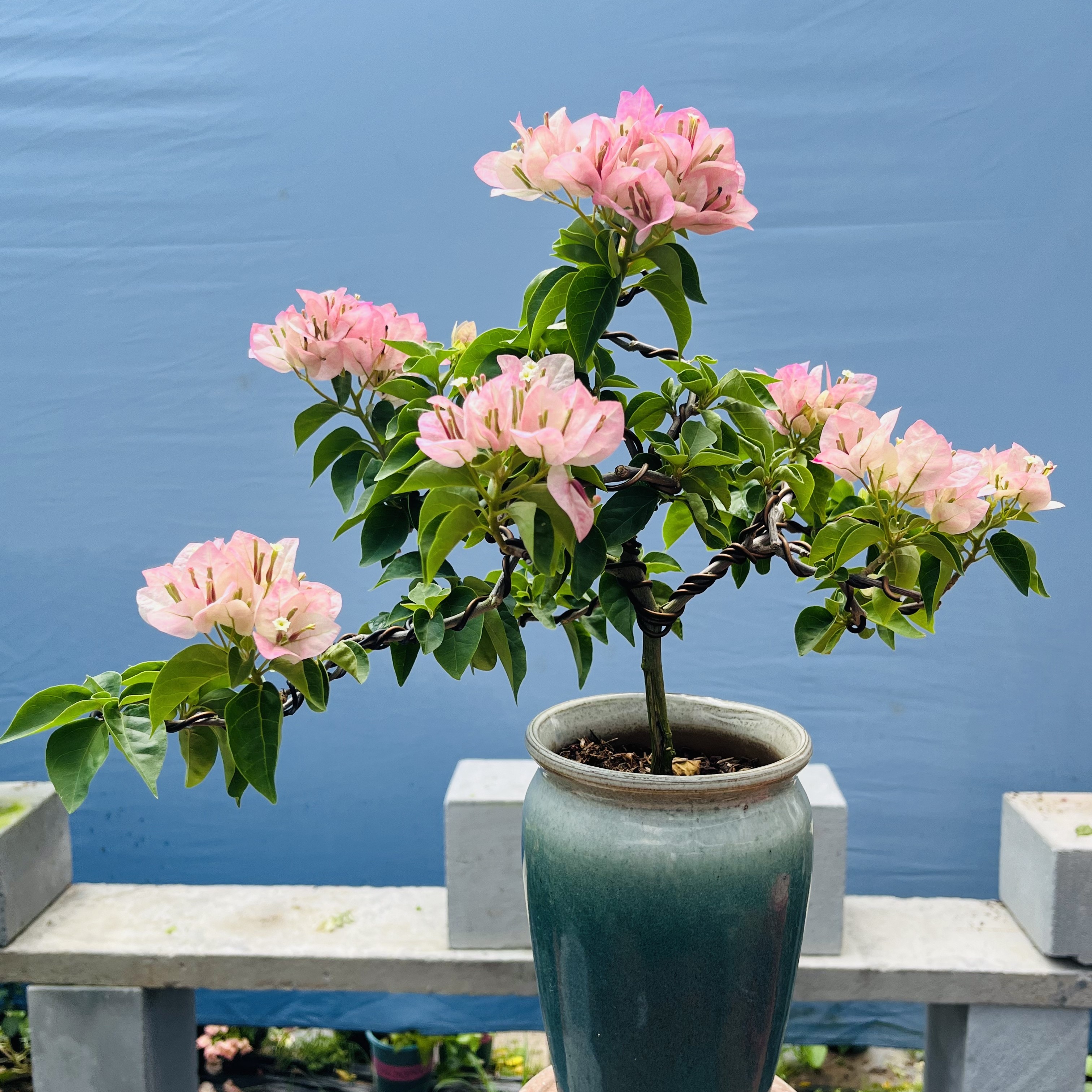 三角梅带花盆景绿植室内室外四季开花院子阳台精品一物一拍发货