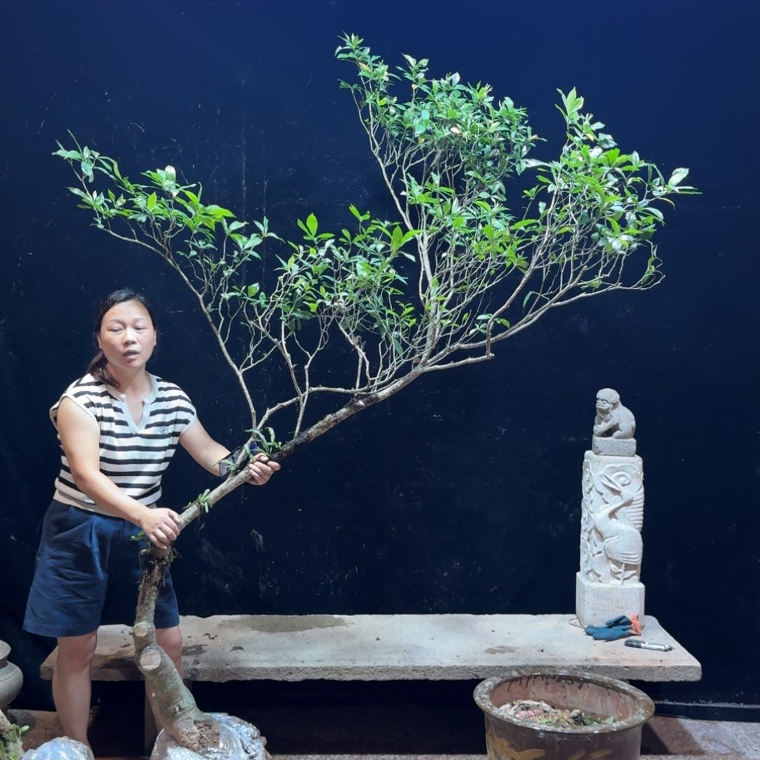 姚***慧完全开放栀子花造型树一物一拍