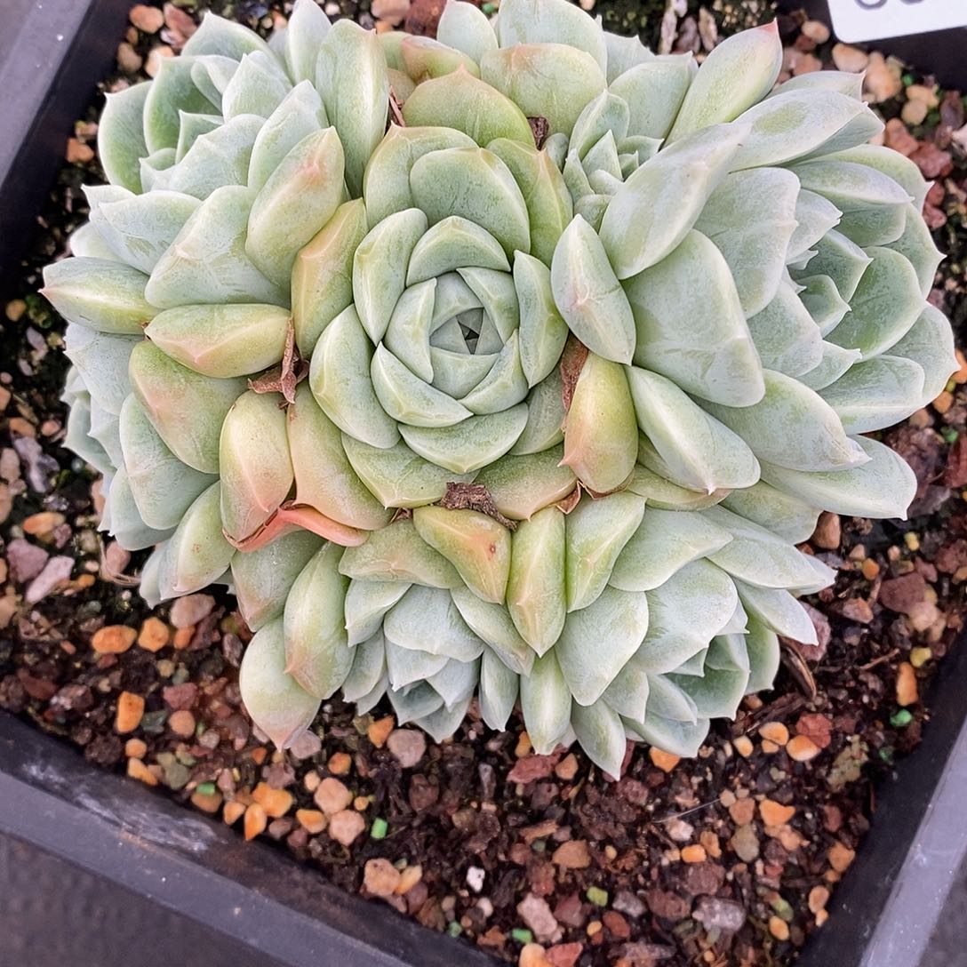 虾***味3934杂交老桩基地～11厘米