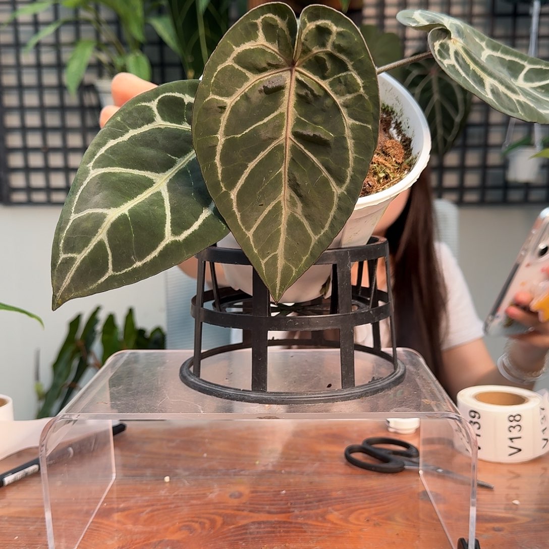 无花朵C*酱一物一拍V135