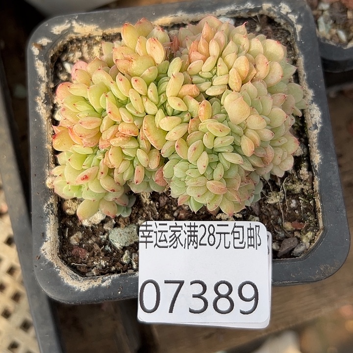 幸运儿的故事是在这