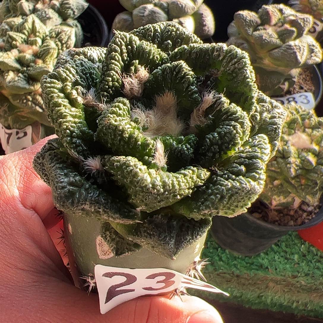 无花朵福利大尤颗粒辛顿239