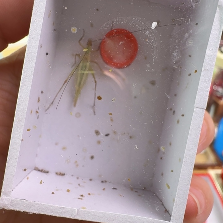 蟋蟀紫竹蛉漂亮1只好看