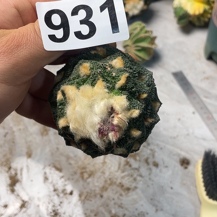 完全开放931超小蜜尤菜花