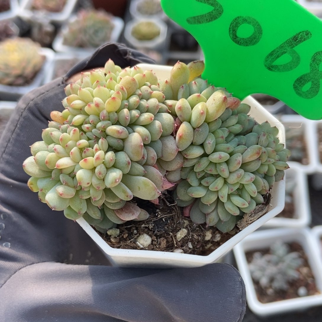 3068白胖子缀多肉植物