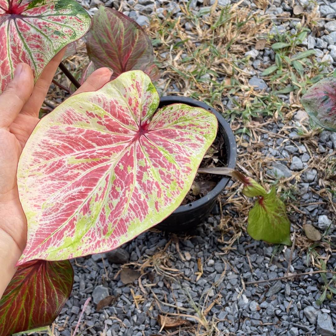 无花朵D268花天使袋装