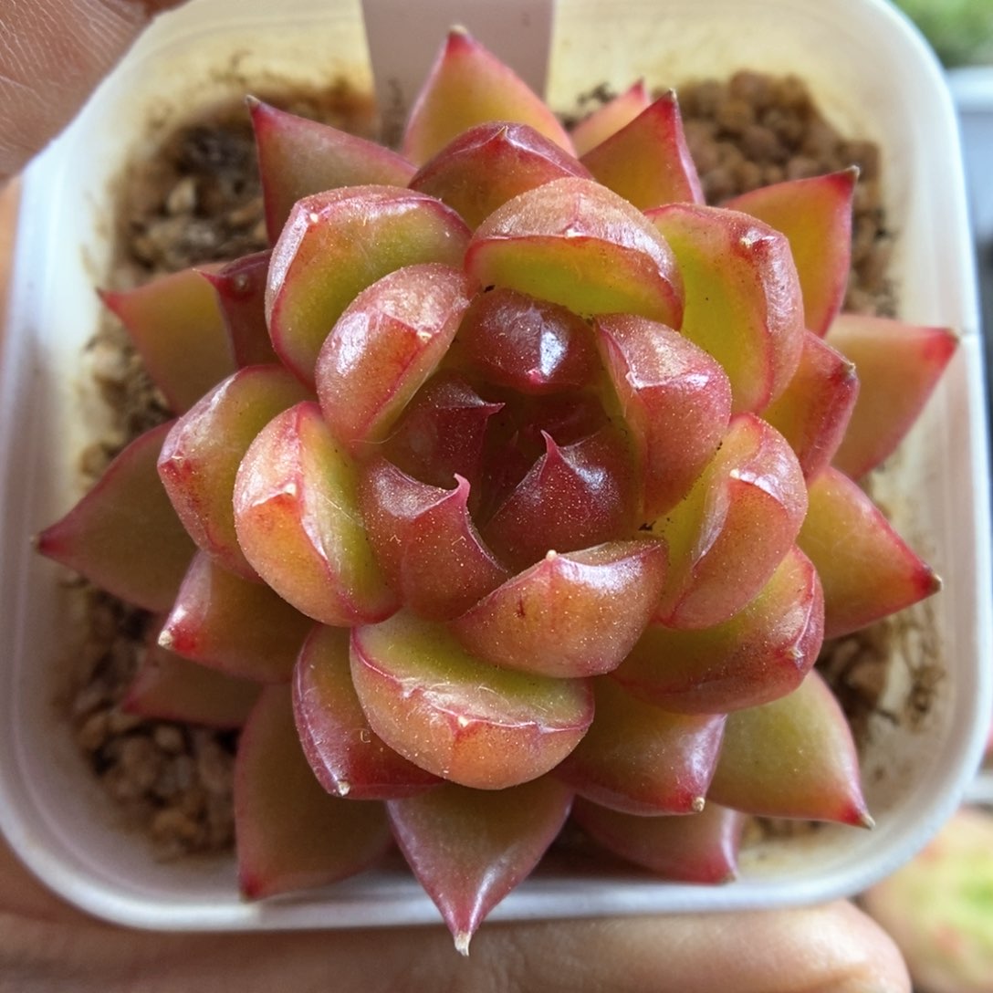 糖果珍妮可拍371号。 